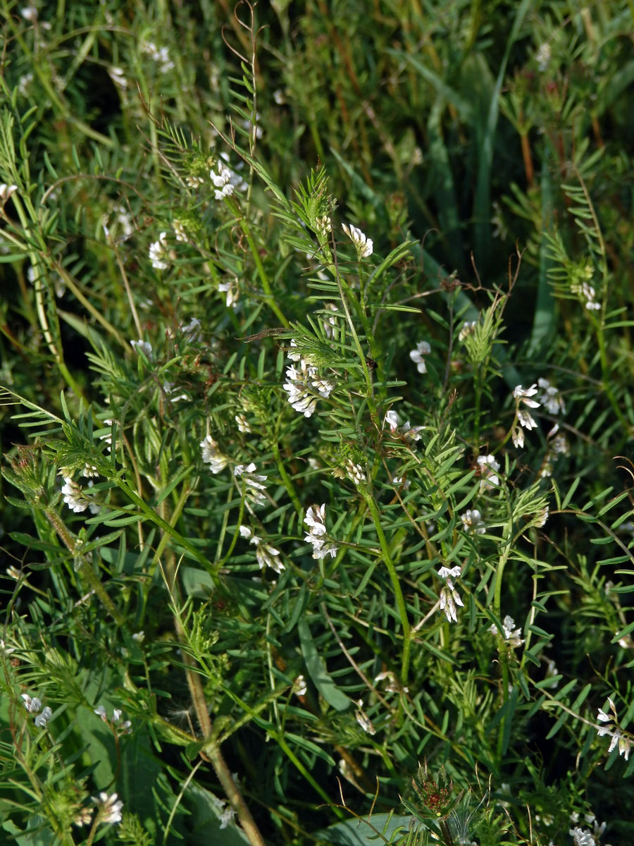 Vikev chlupatá (Vicia hirsuta (L.) S. F. Gray)