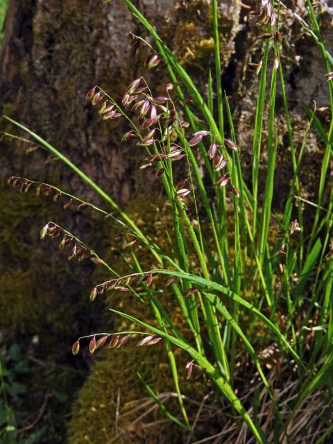 Strdivka zbarvená (Melica picta K. Koch)