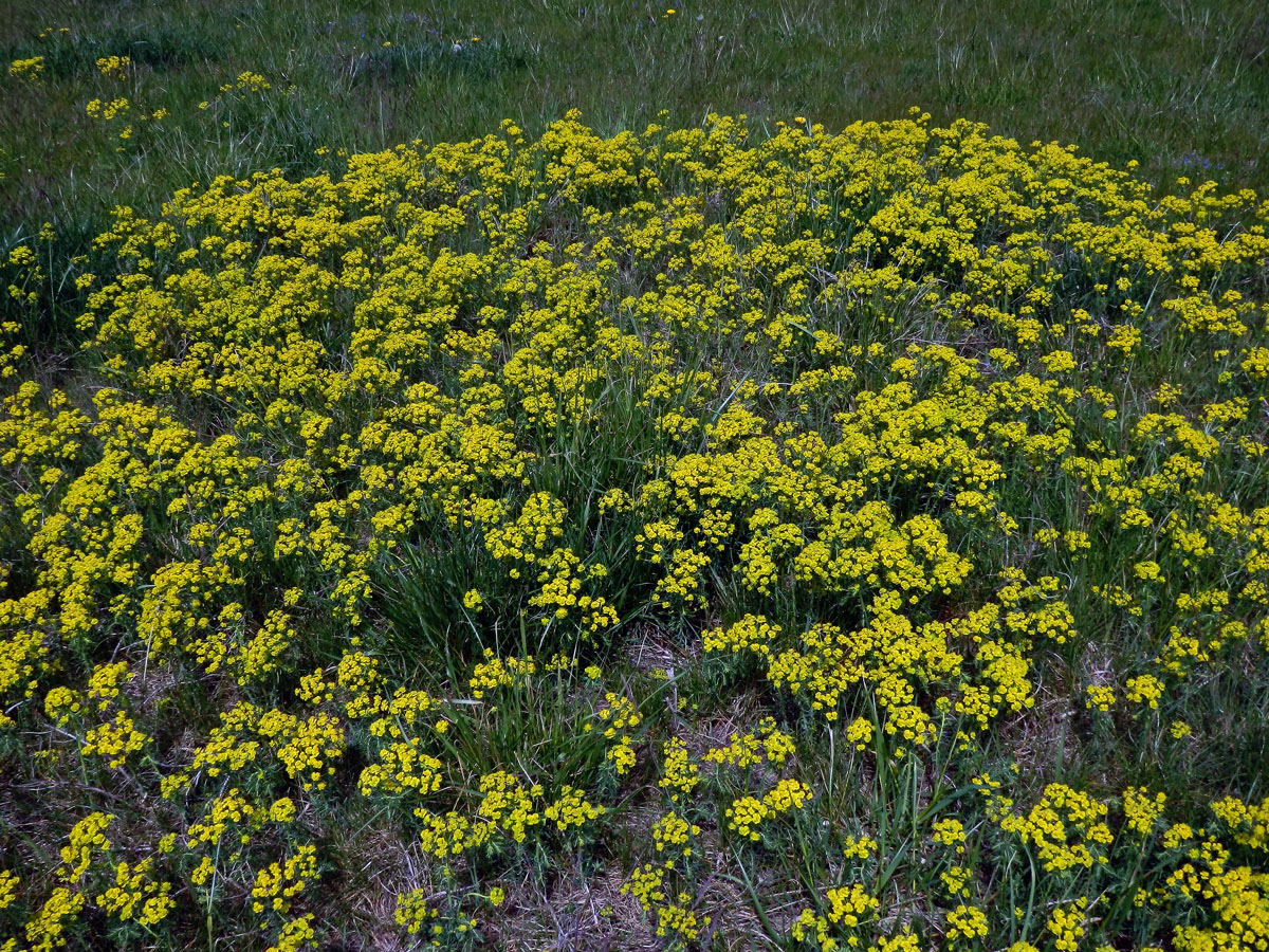 Pryšec chvojka (Euphorbia cyparissias L.)