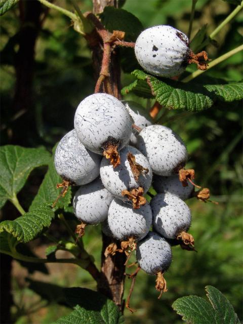 Meruzalka krvavá (Ribes sanguineum Pursh)