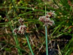 Skřípinec Tabernaemontanův (Schoenoplectus tabernaemontani (C. C. Gmel.) Palla)