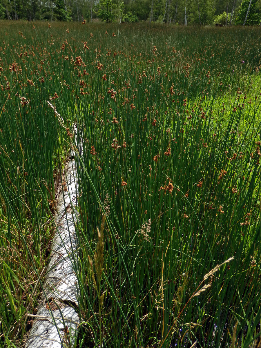 Skřípinec Tabernaemontanův (Schoenoplectus tabernaemontani (C. C. Gmel.) Palla)