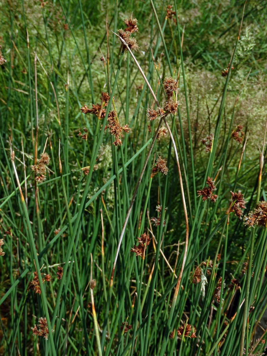 Skřípinec Tabernaemontanův (Schoenoplectus tabernaemontani (C. C. Gmel.) Palla)