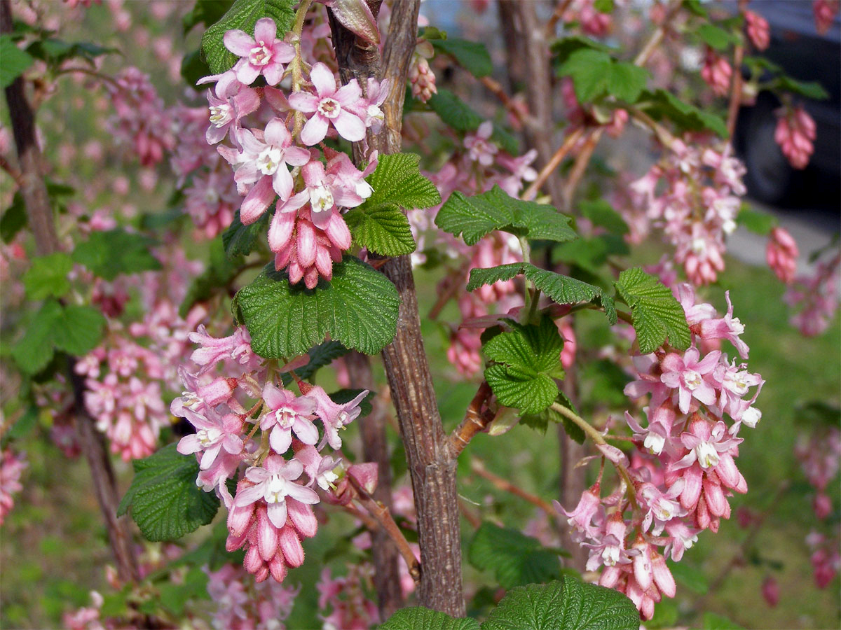 Meruzalka krvavá (Ribes sanguineum Pursh)