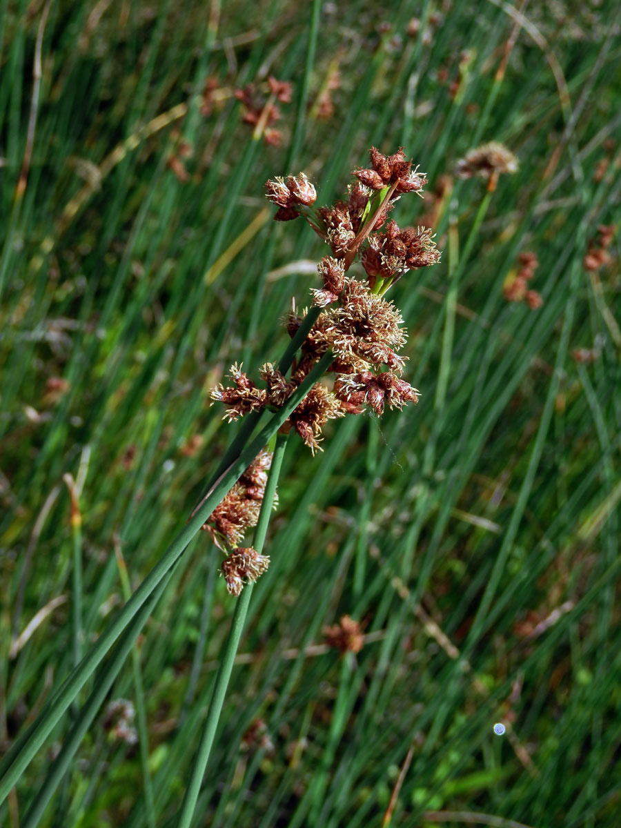 Skřípinec Tabernaemontanův (Schoenoplectus tabernaemontani (C. C. Gmel.) Palla)