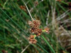 Skřípinec Tabernaemontanův (Schoenoplectus tabernaemontani (C. C. Gmel.) Palla)