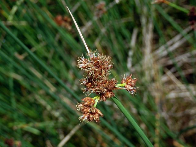 Skřípinec Tabernaemontanův (Schoenoplectus tabernaemontani (C. C. Gmel.) Palla)