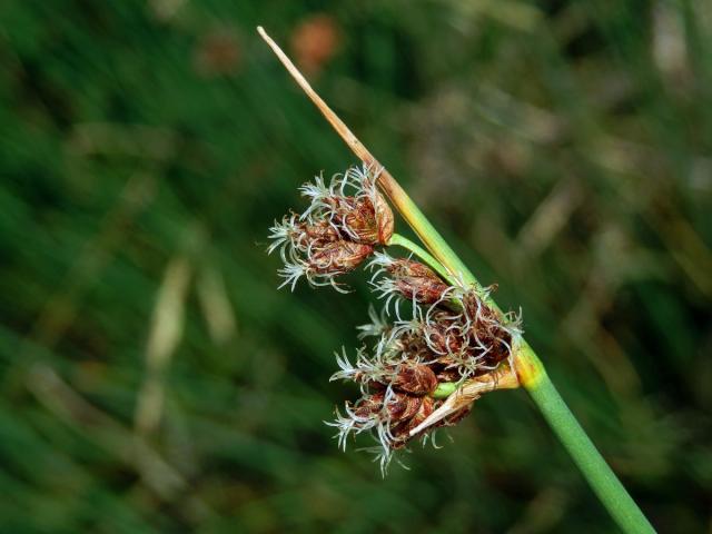 Skřípinec Tabernaemontanův (Schoenoplectus tabernaemontani (C. C. Gmel.) Palla)