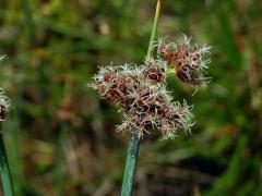 Skřípinec Tabernaemontanův (Schoenoplectus tabernaemontani (C. C. Gmel.) Palla)