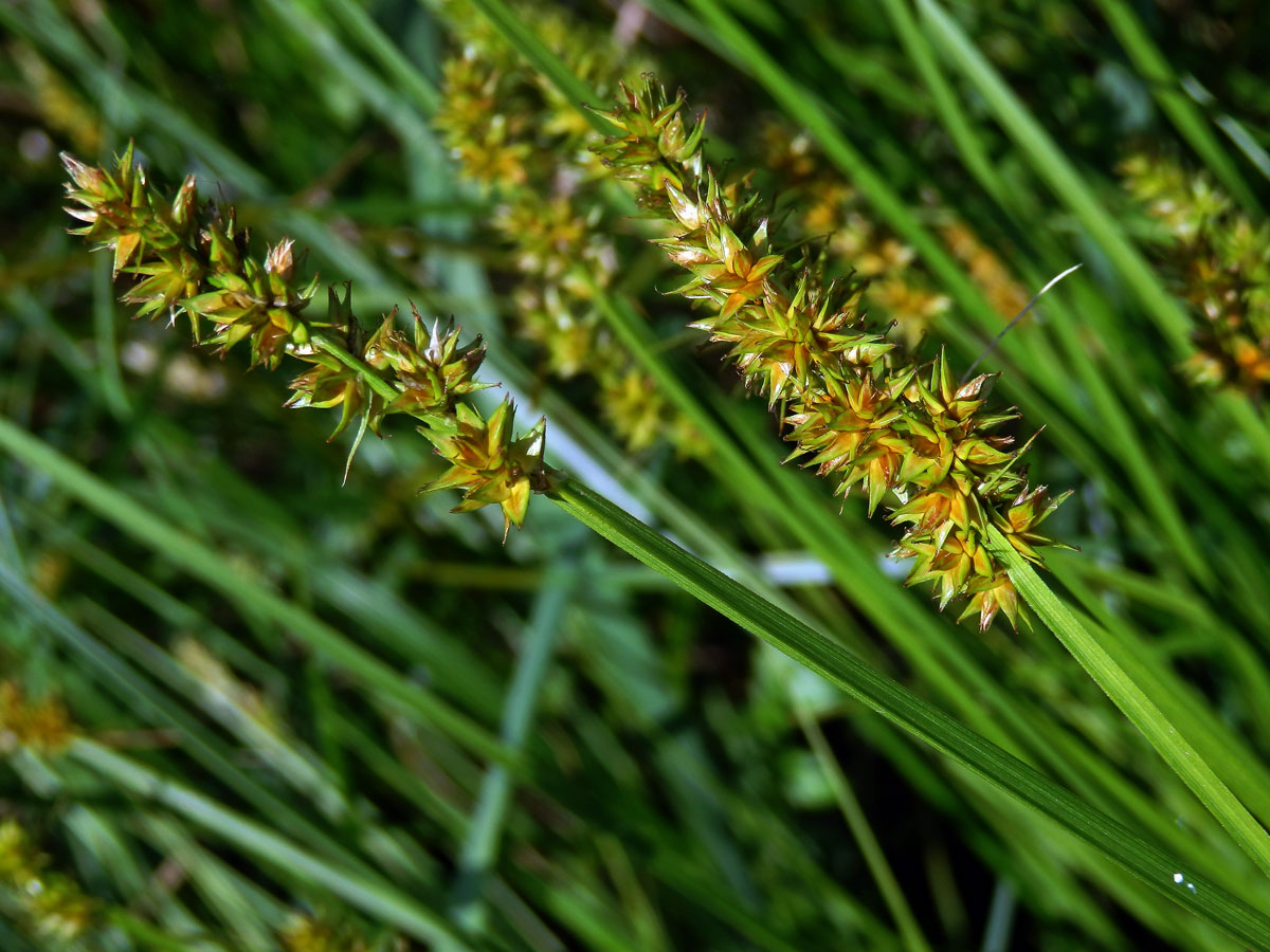 Ostřice Otrubova (Carex otrubae Podp.)