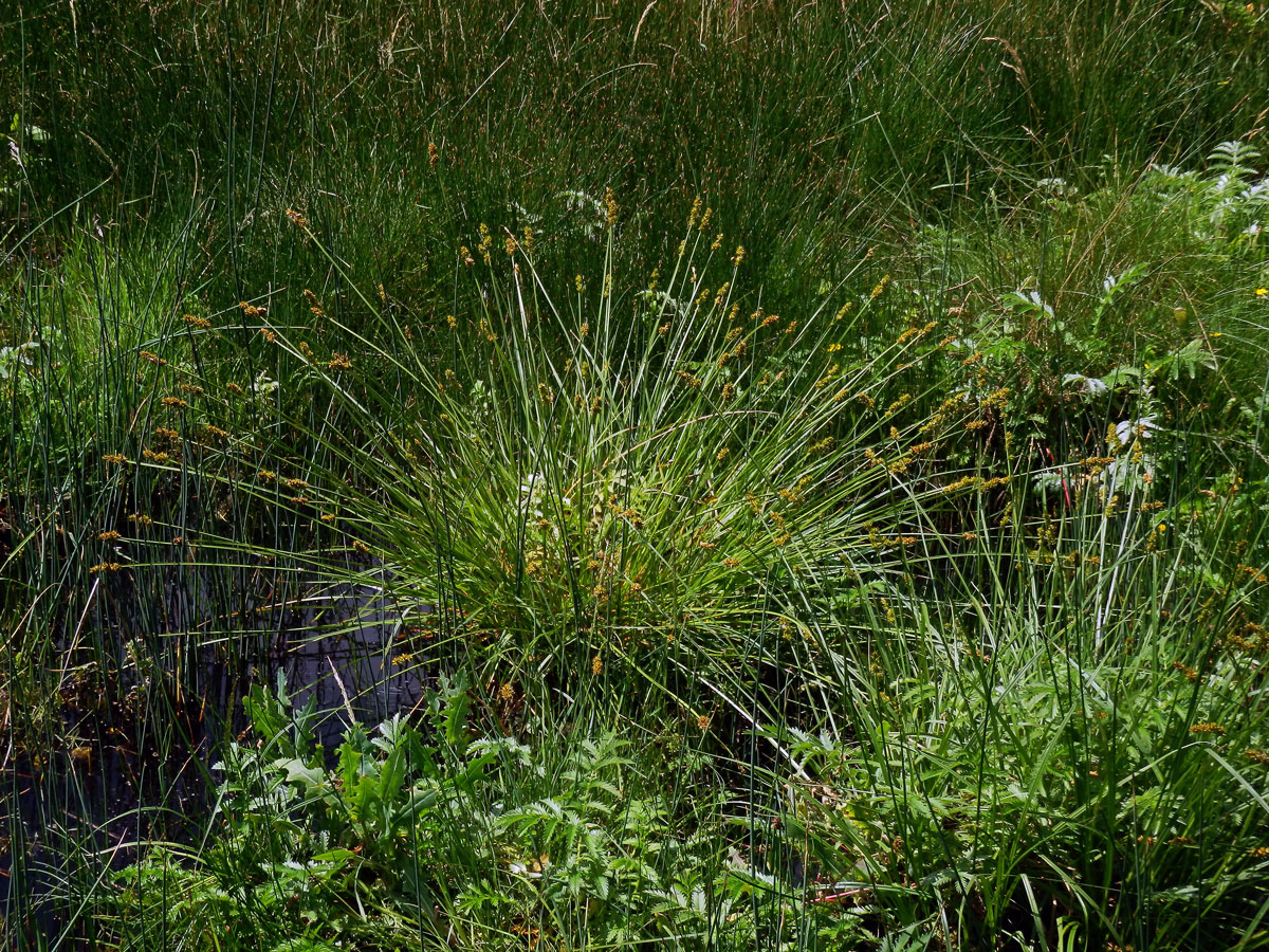 Ostřice Otrubova (Carex otrubae Podp.)