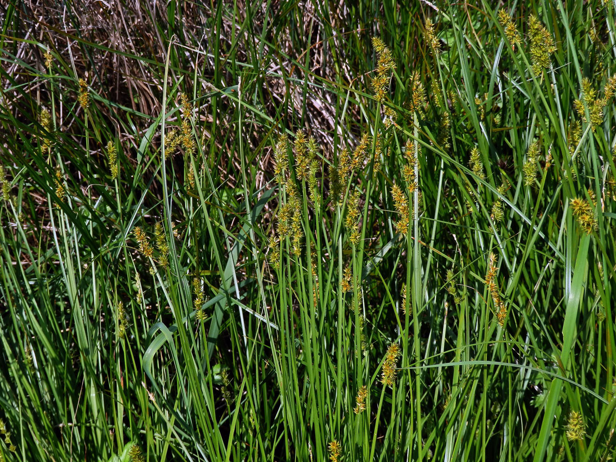 Ostřice Otrubova (Carex otrubae Podp.)