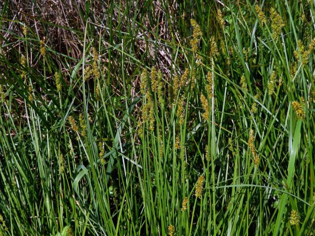 Ostřice Otrubova (Carex otrubae Podp.)