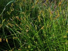 Ostřice Otrubova (Carex otrubae Podp.)