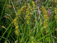 Ostřice Otrubova (Carex otrubae Podp.)