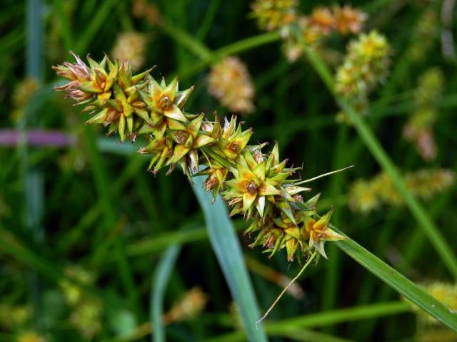 Ostřice Otrubova (Carex otrubae Podp.)