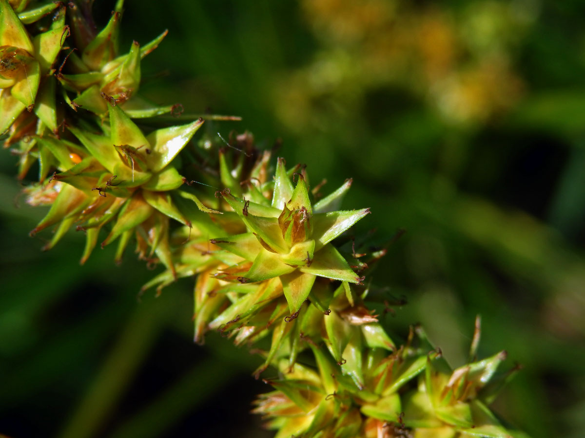 Ostřice Otrubova (Carex otrubae Podp.)