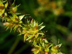 Ostřice Otrubova (Carex otrubae Podp.)