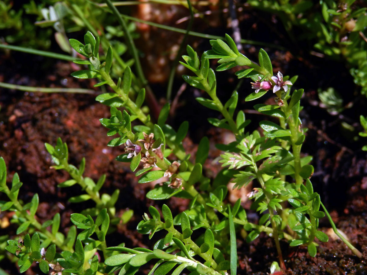 Sivěnka přímořská (Glaux maritima L.)