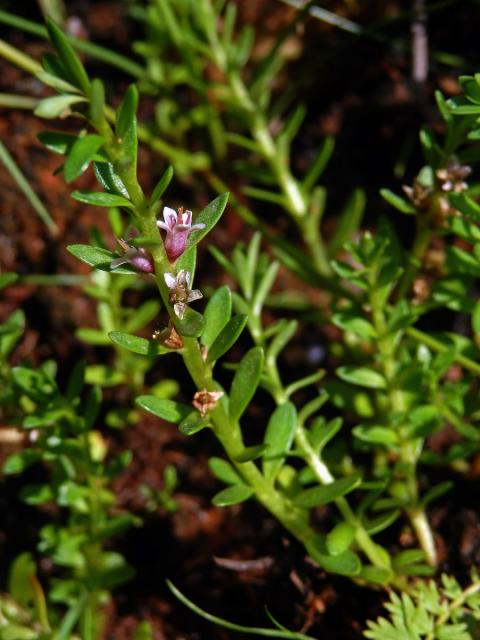 Sivěnka přímořská (Glaux maritima L.)