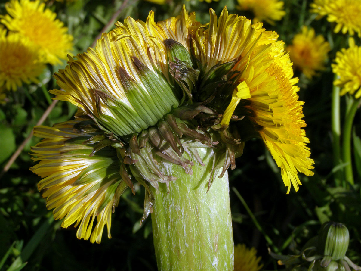 Smetánka lékařská (Teraxacum officinale L.) - fasciace stonku (1)