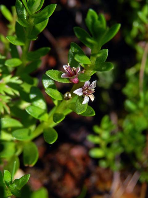 Sivěnka přímořská (Glaux maritima L.)