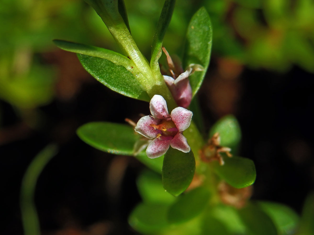 Sivěnka přímořská (Glaux maritima L.)