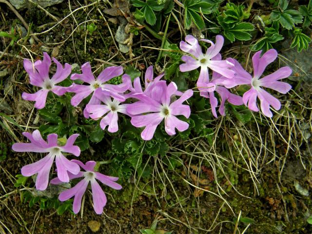 Prvosenka nejmenší (Primula minima L.)