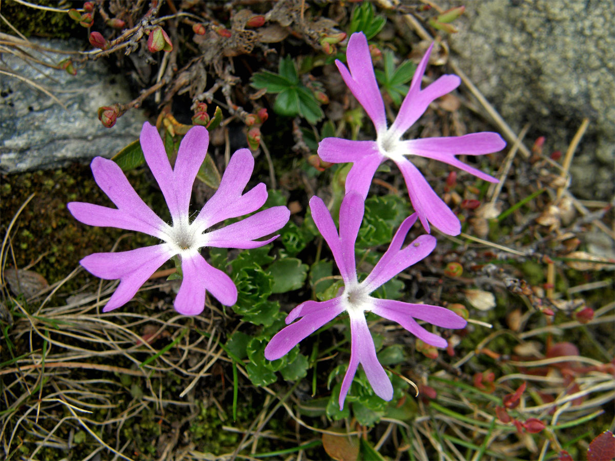 Prvosenka nejmenší (Primula minima L.)