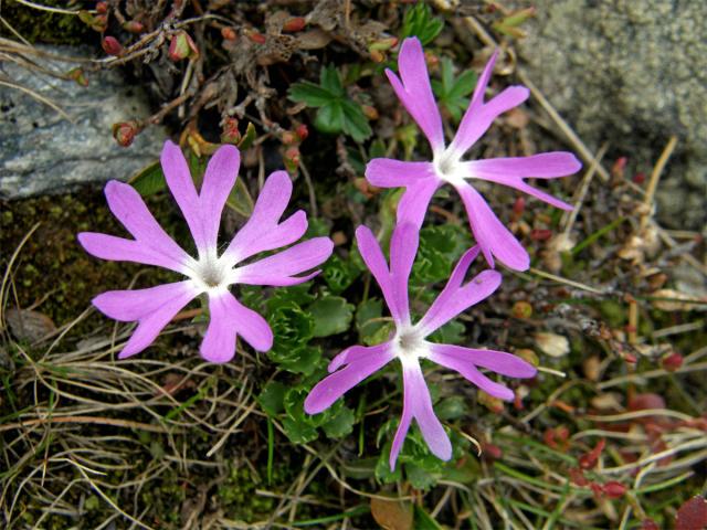 Prvosenka nejmenší (Primula minima L.)