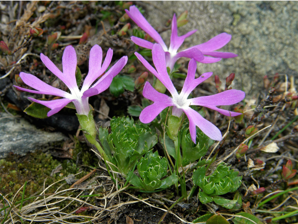 Prvosenka nejmenší (Primula minima L.)