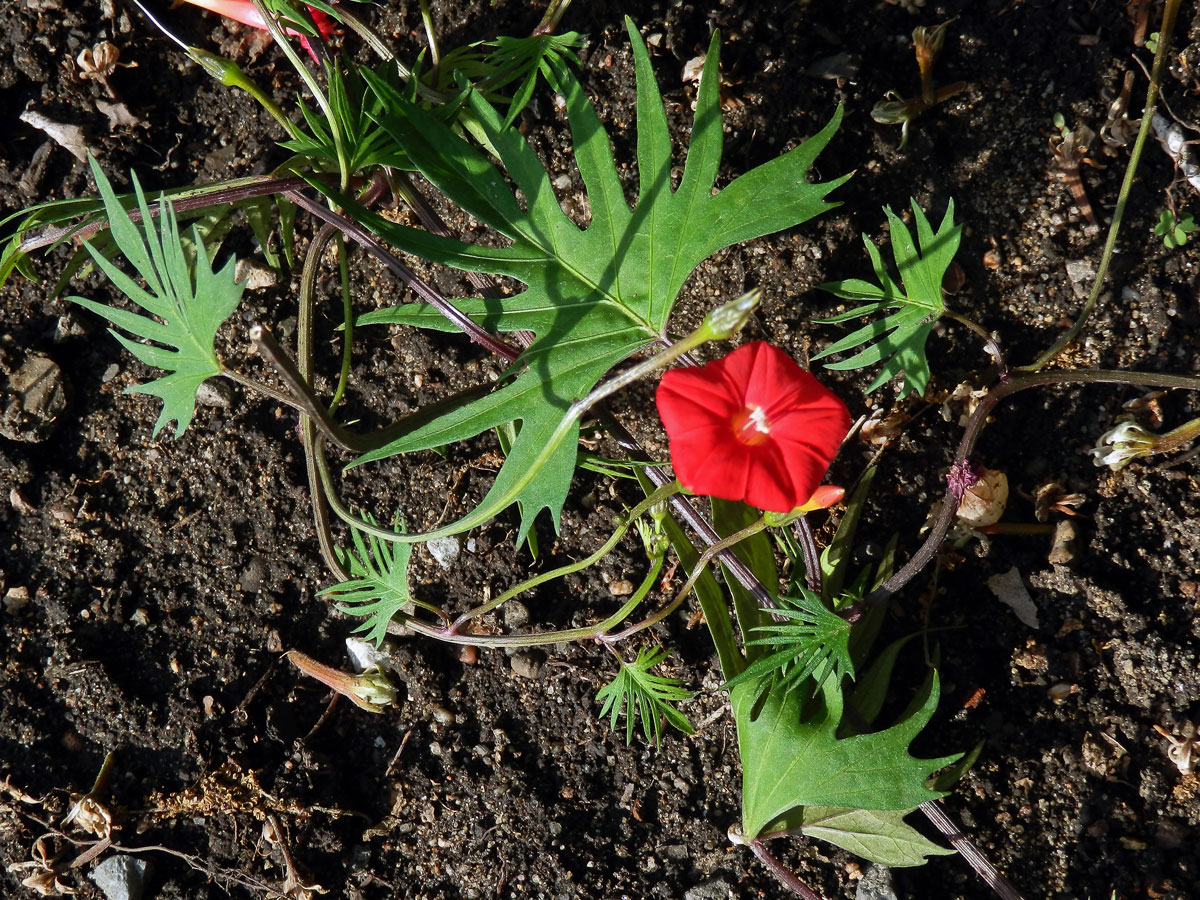 Povijnice mnohodílná (Ipomoea × multifida (Raf.) Shinners)