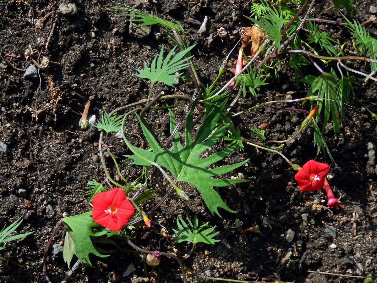 Povijnice mnohodílná (Ipomoea × multifida (Raf.) Shinners)