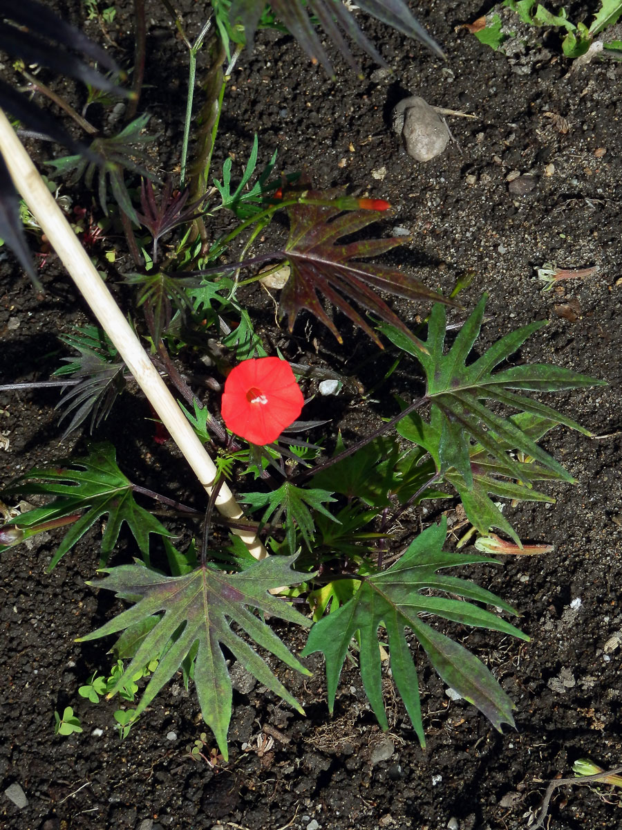 Povijnice mnohodílná (Ipomoea × multifida (Raf.) Shinners)