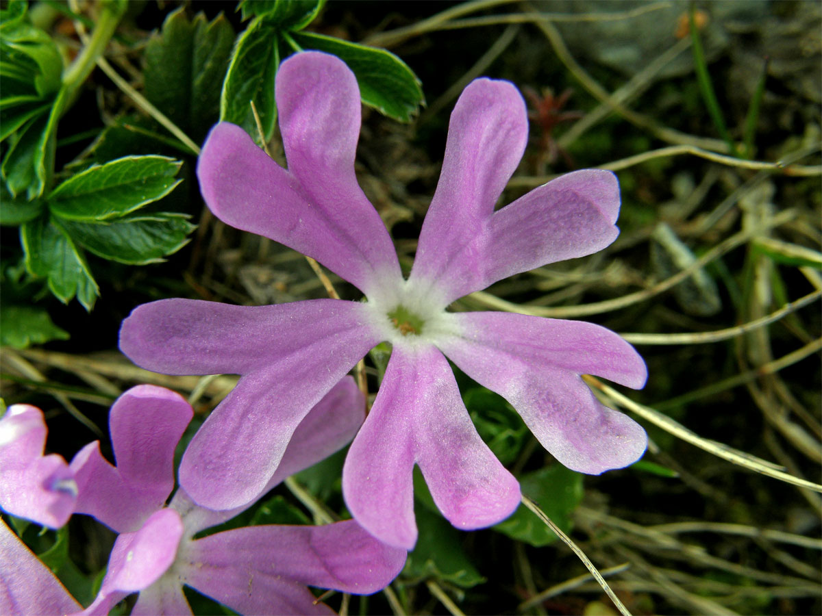 Prvosenka nejmenší (Primula minima L.)