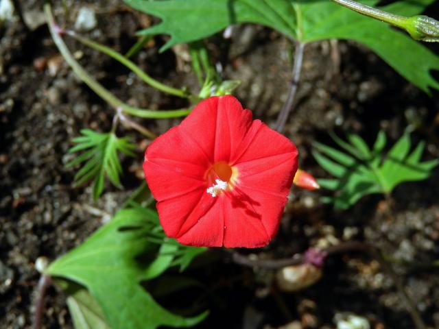 Povijnice mnohodílná (Ipomoea × multifida (Raf.) Shinners)