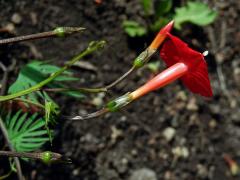 Povijnice mnohodílná (Ipomoea × multifida (Raf.) Shinners)