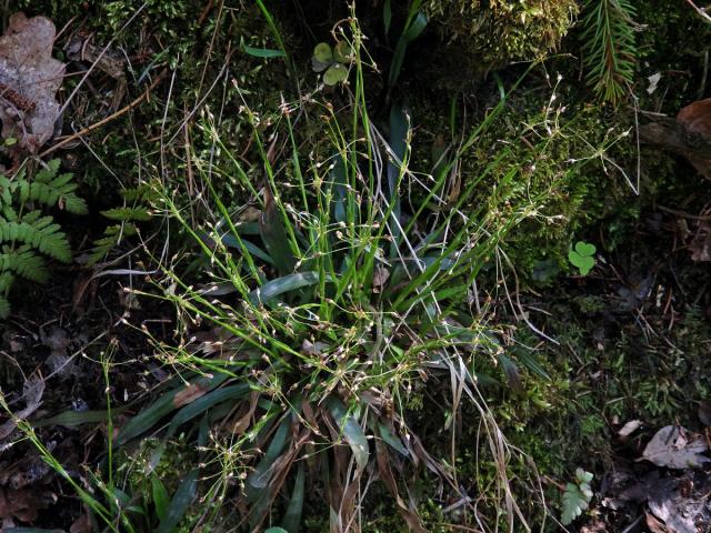 Bika chlupatá (Luzula pilosa (L.) Willd.)