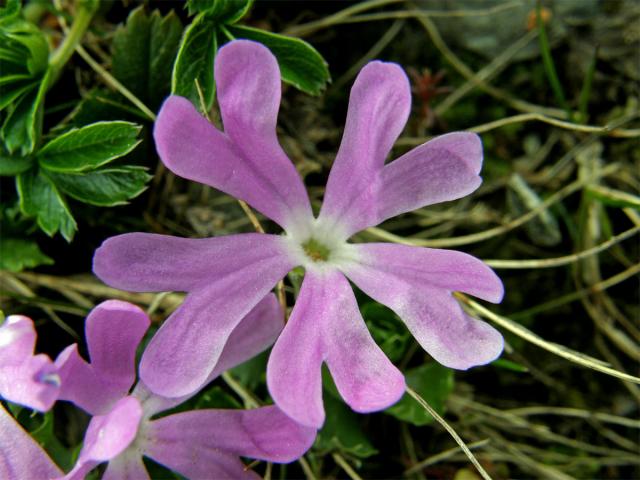 Prvosenka nejmenší (Primula minima L.)