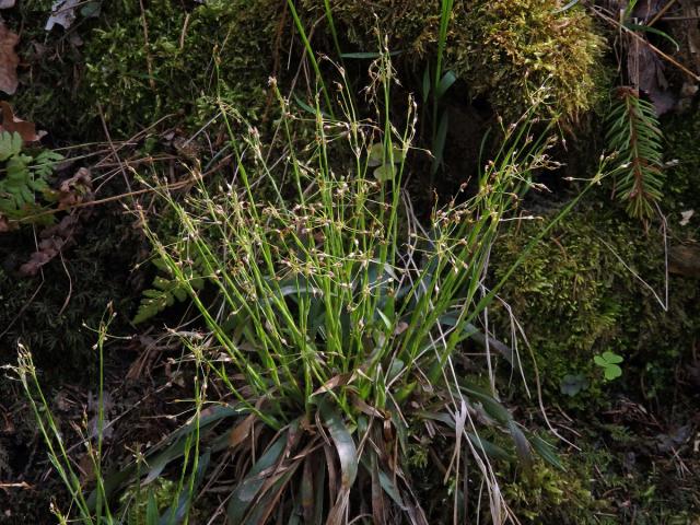 Bika chlupatá (Luzula pilosa (L.) Willd.)