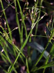 Bika chlupatá (Luzula pilosa (L.) Willd.)