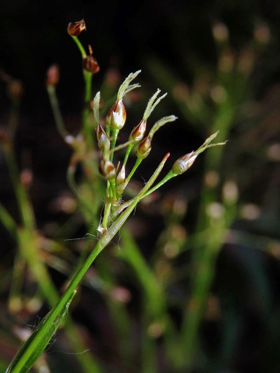 Bika chlupatá (Luzula pilosa (L.) Willd.)