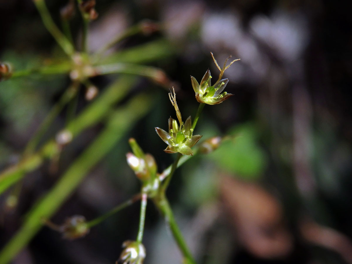 Bika chlupatá (Luzula pilosa (L.) Willd.)