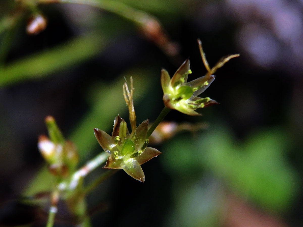 Bika chlupatá (Luzula pilosa (L.) Willd.)