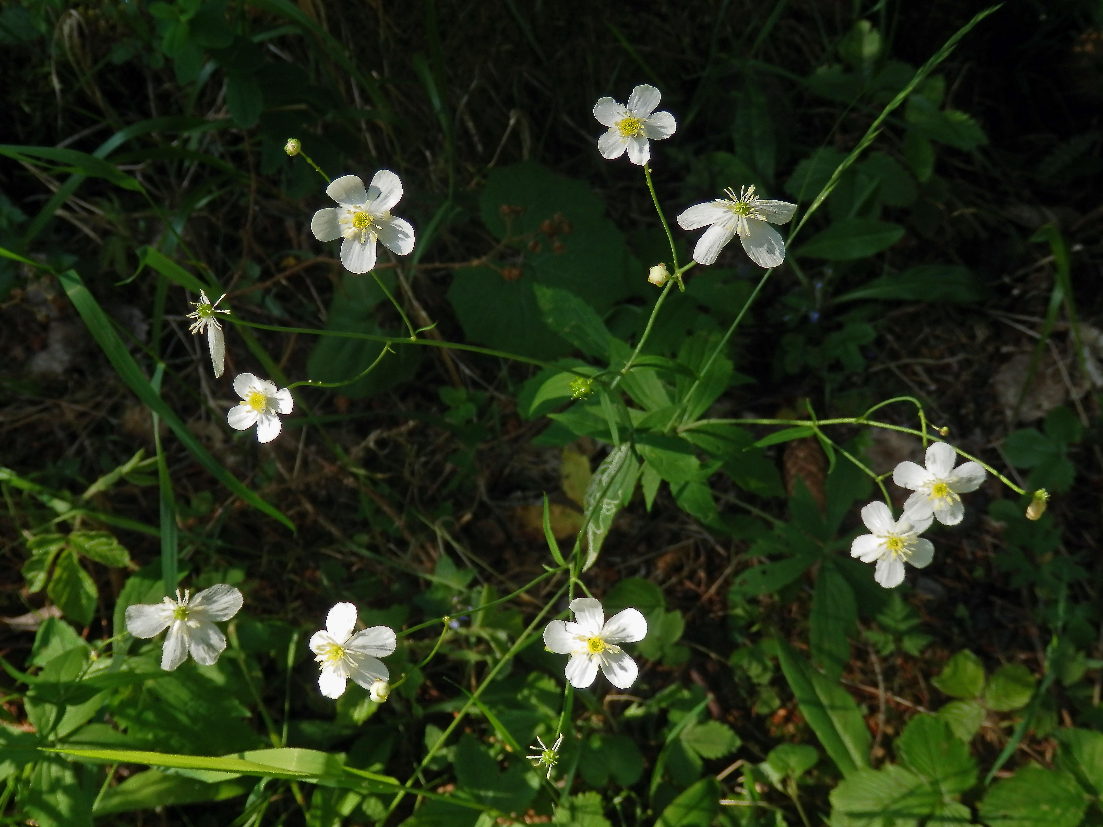 Pryskyřník omějolistý (Ranunculus aconitifolius L.)