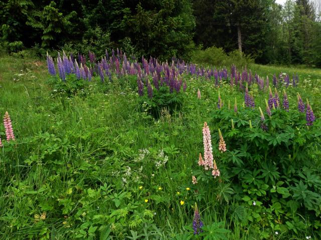 Lupina mnoholistá (Lupinus polyphyllus Lindl.)