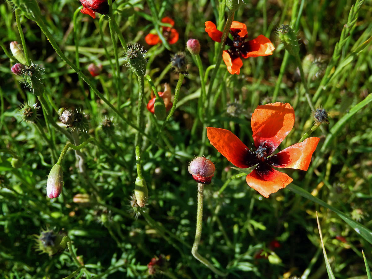 Mák polní (Papaver argemone L.)