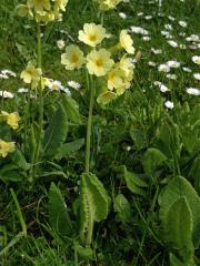 Prvosenka vyšší (Primula elatior (L.) Hill.)