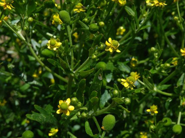 Pryskyřník lítý (Ranunculus sceleratus L.)