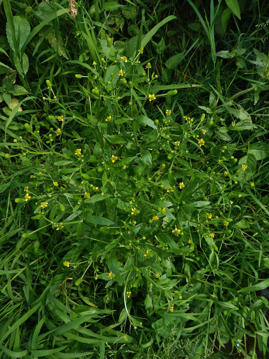 Pryskyřník lítý (Ranunculus sceleratus L.)